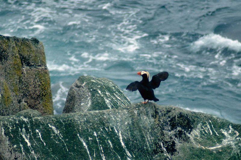 Crested Puffin - Kuifpapegaaiduiker - Fratercula cirrhata