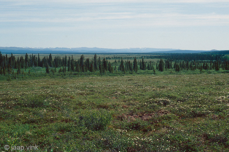 Landscape along the Nome-Council road - Landschap langs de Nome-Council weg
