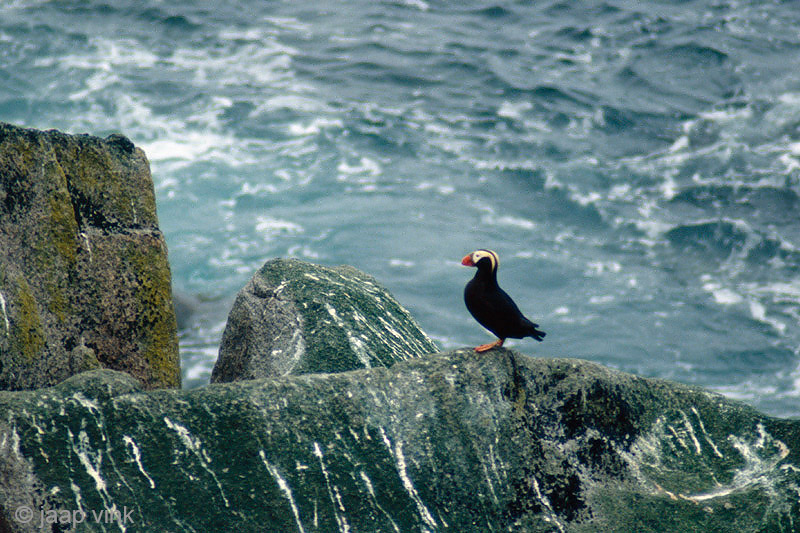 Crested Puffin - Kuifpapegaaiduiker - Fratercula cirrhata