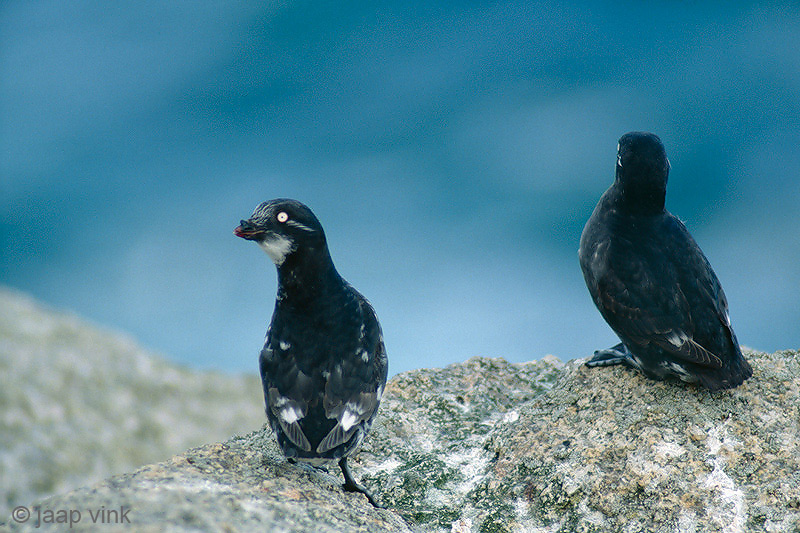 Least Auklet - Dwergalk - Aethia pusilla
