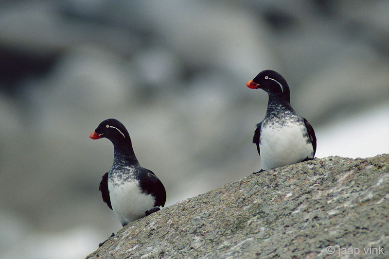 Parakeet Auklet - Papegaaialk - Aethia psittacula