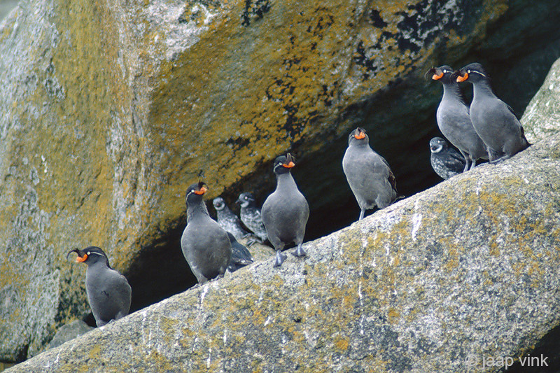 Crested Auklet - Kuifalk - Aethia cristatella
