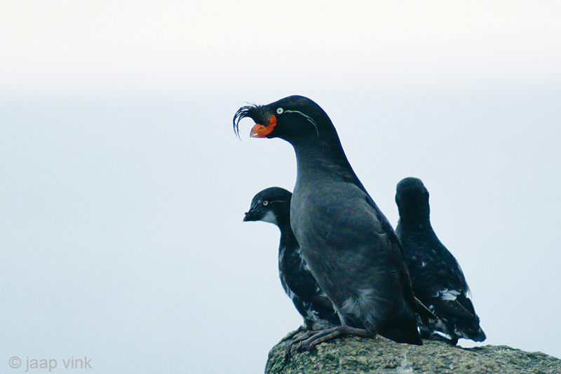 Crested Auklet - Kuifalk - Aethia cristatella