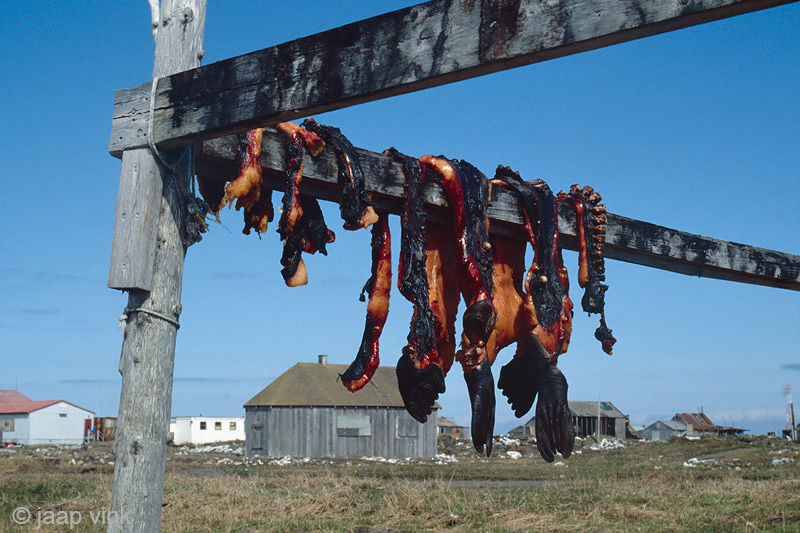 Seal meat - Zeehondenvlees
