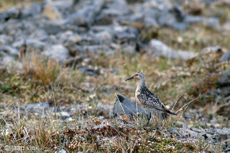 Red Knot - Kanoetstrandloper - Calidris canutus