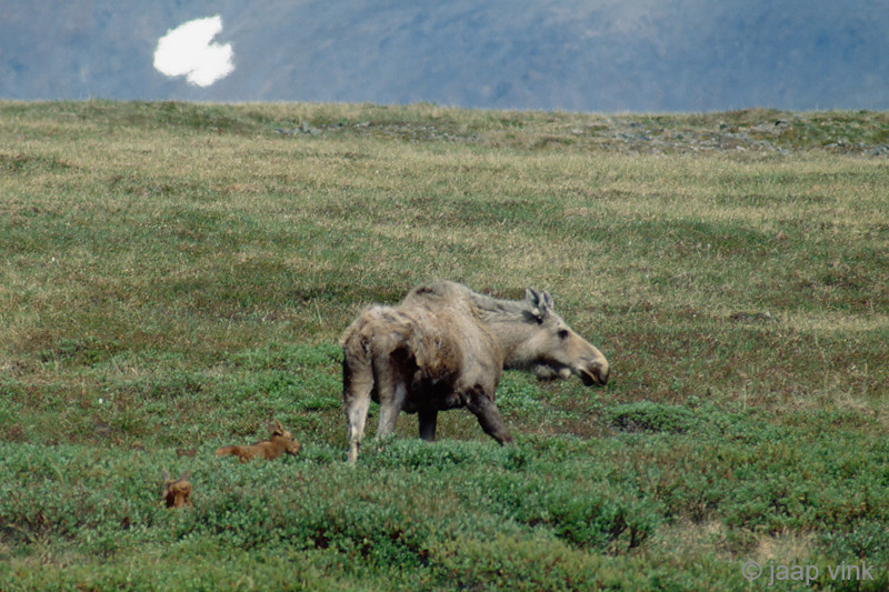 Moose - Eland - Alces alces