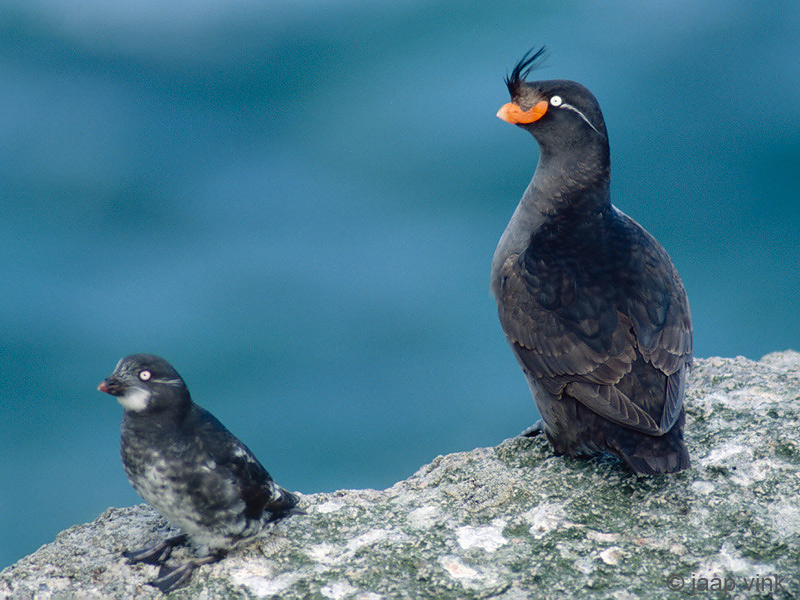 Crested Auklet - Kuifalk - Aethia cristatella