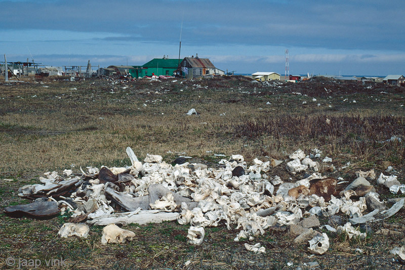 Animal remains - Overblijfselen van dieren
