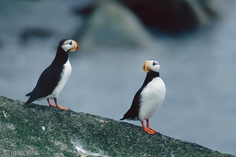 Horned Puffin - Gehoornde Papegaaiduiker - Fratercula corniculata