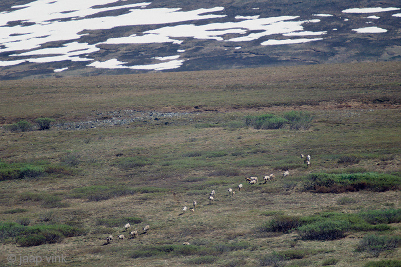 Reindeer - Rendieren