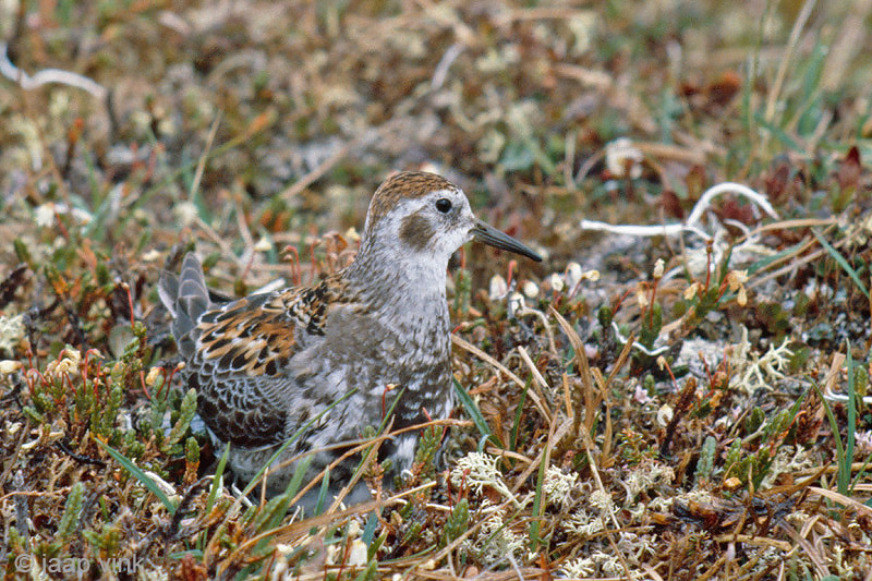 Rock Sandpiper - Beringstrandloper - Calidris ptilocnemis