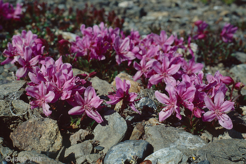 Kamchatka Rhododendron - Rhododendron camtschaticum