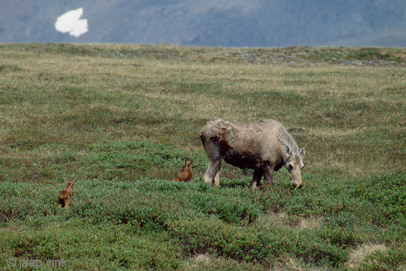 Moose - Eland - Alces alces