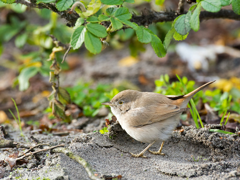 Asian Desert Warbler - Woestijngrasmus - Sylvia nana