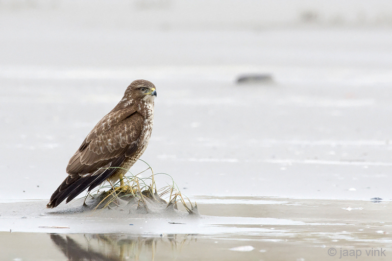 Common Buzzard - Buizerd - Buteo buteo