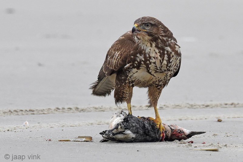 Common Buzzard - Buizerd - Buteo buteo