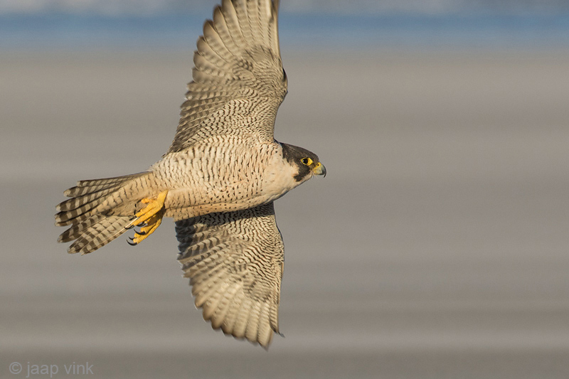 Peregrine - Slechtvalk - Falco peregrinus