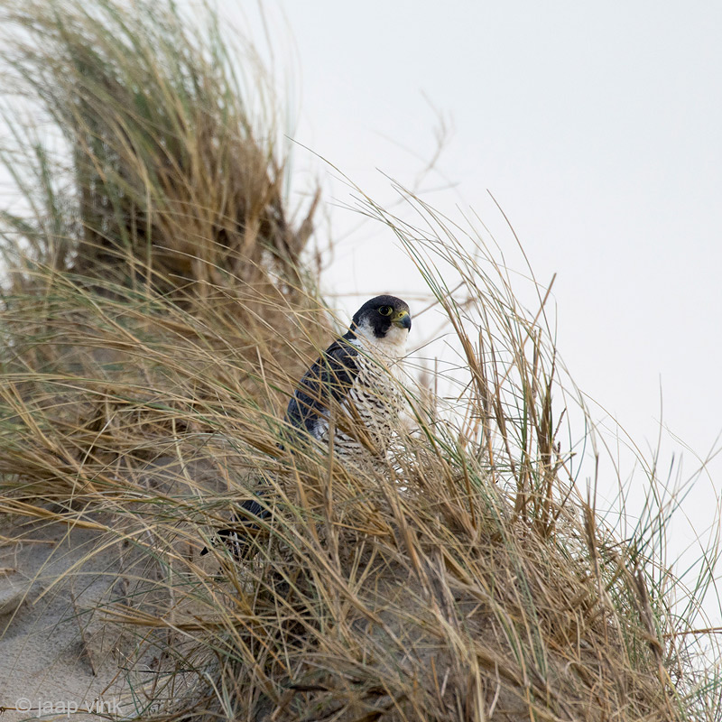 Peregrine - Slechtvalk - Falco peregrinus