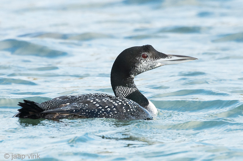Great Northern Diver - IJsduiker - Gavia immer