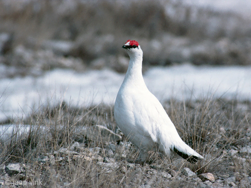 Rock Ptarmigan - Alpensneeuwhoen - Lagopus muta