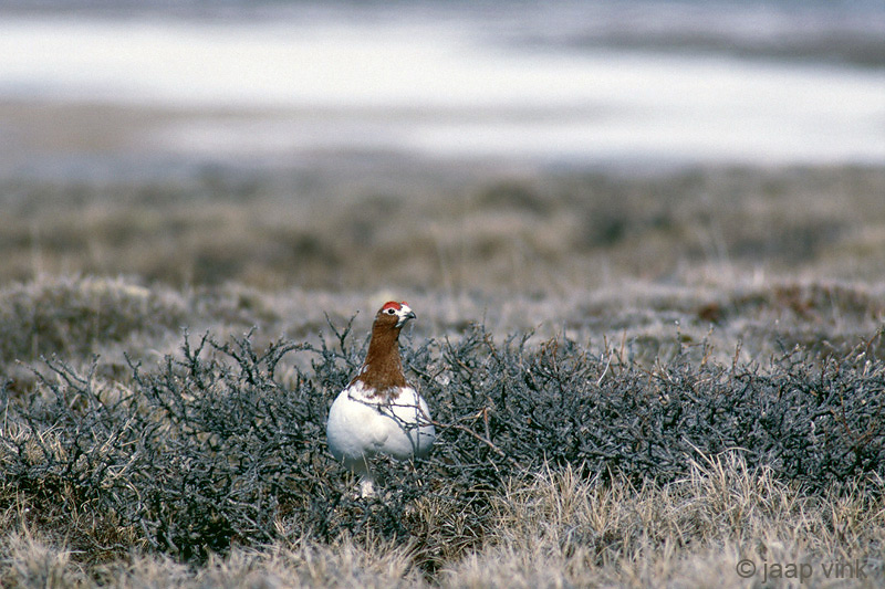 Willow Ptarmigan - Moerassneeuwhoen - Lagopus lagopus