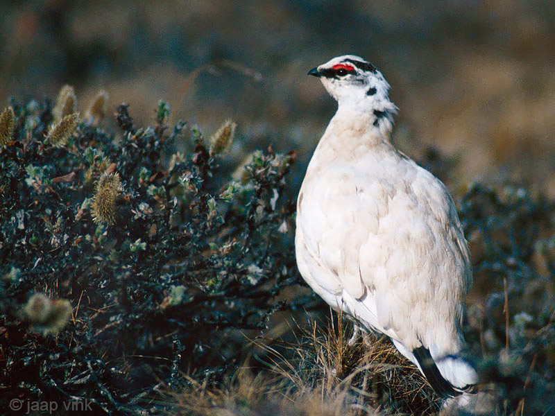 Rock Ptarmigan - Alpensneeuwhoen - Lagopus muta