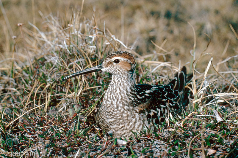 Stilt Sandpiper - Steltstrandloper - Calidris himantopus