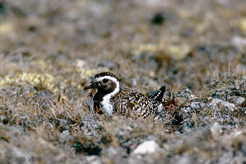 American Golden-Plover - Amerikaanse Goudplevier - Pluvialis dominica