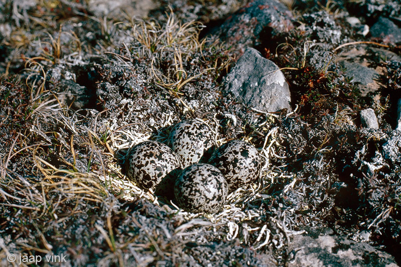 American Golden-Plover - Amerikaanse Goudplevier - Pluvialis dominica
