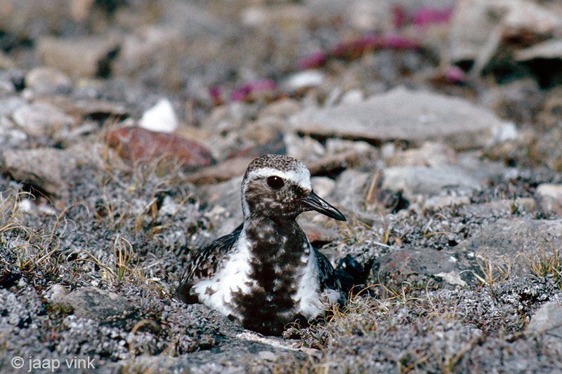 Black-bellied Plover - Zilverplevier - Pluvialis squatarola