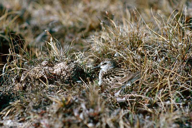 Semipalmated Sandpiper - Grijze Strandloper - Calidris pusilla