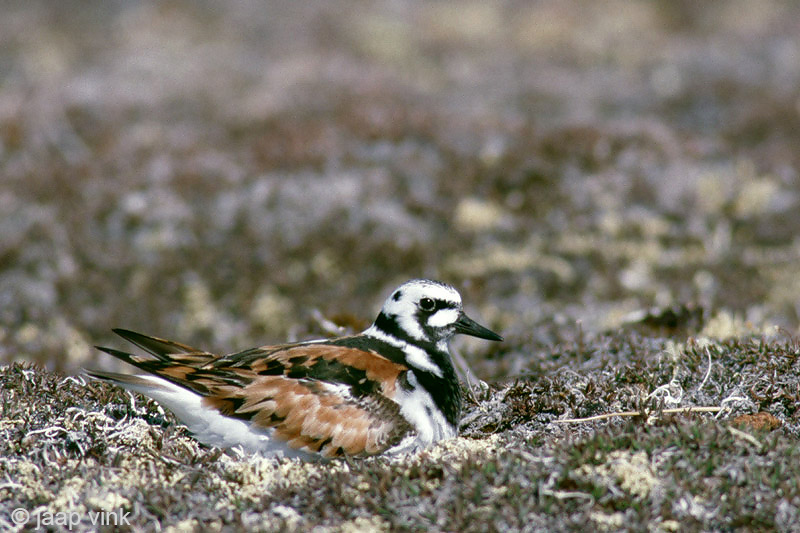 Ruddy Turnstone - Steenloper - Arenaria interpres