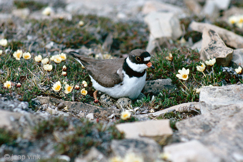 Semipalmated Plover - Amerikaanse Bontbekplevier - Charadrius semipalmatus