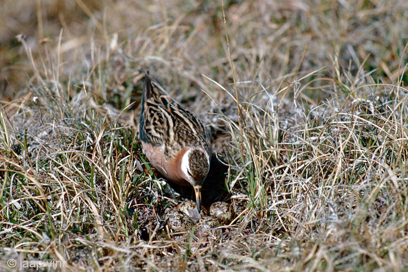 Red Phalarope - Rosse Franjepoot -  Phalaropus fulicarius