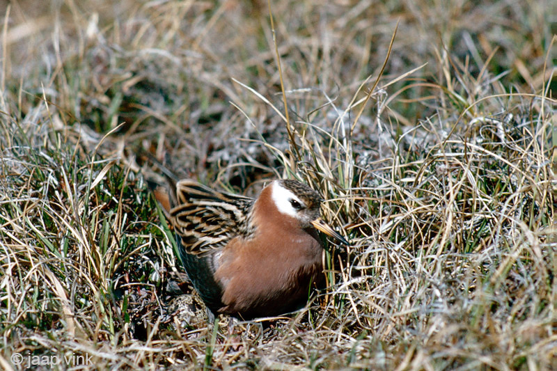 Red Phalarope - Rosse Franjepoot -  Phalaropus fulicarius