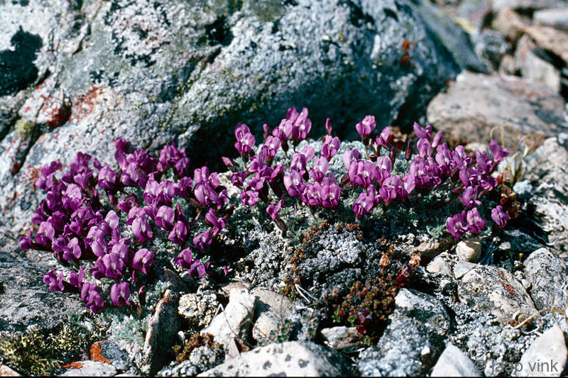 Oxytropis nigrescens