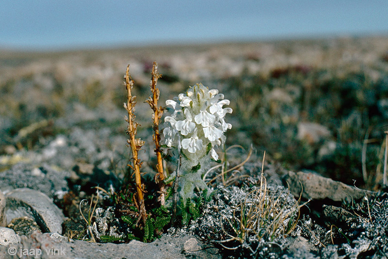 Woolly Lousewort - Wollig Kartelblad - Pedicularis lanata