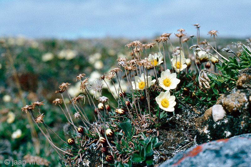 Entireleaf Mountain Avens - Dryas integrifolia