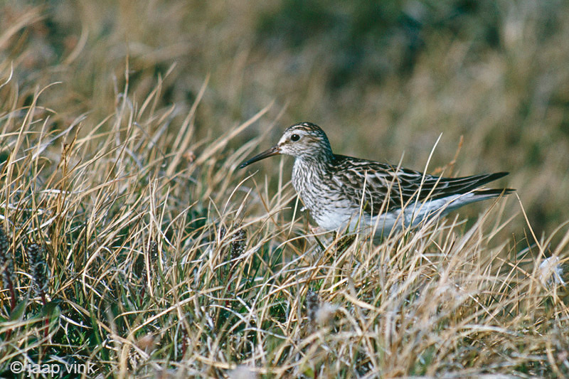 Pectoral Sandpiper - Gestreepte Strandloper - Calidris melanotos