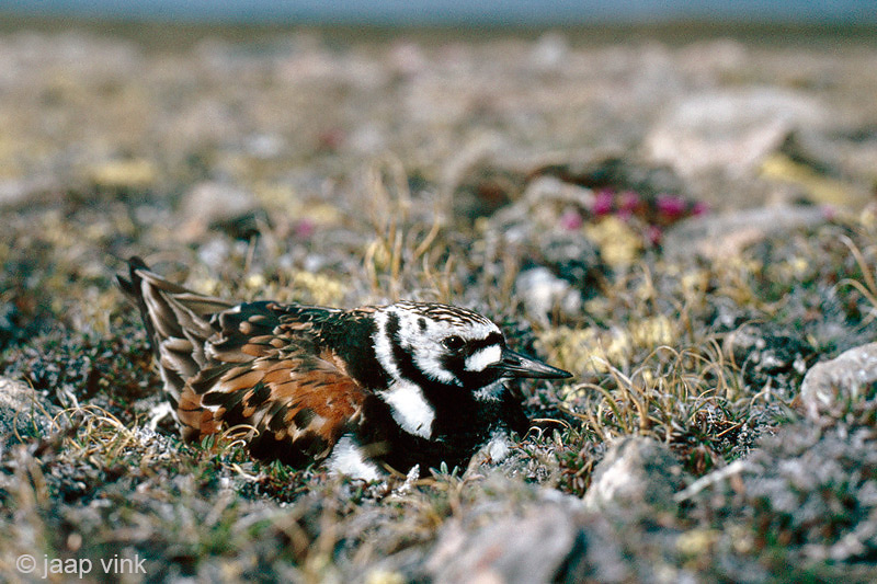 Ruddy Turnstone - Steenloper - Arenaria interpres