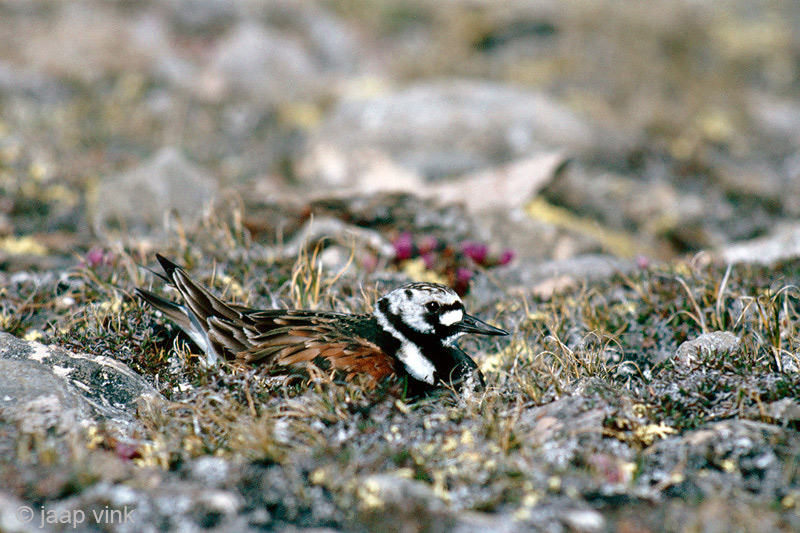 Ruddy Turnstone - Steenloper - Arenaria interpres