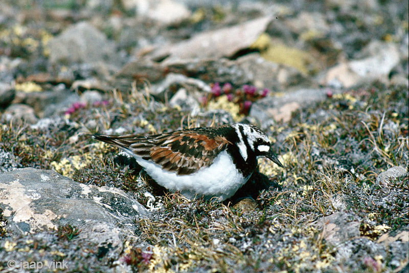Ruddy Turnstone - Steenloper - Arenaria interpres