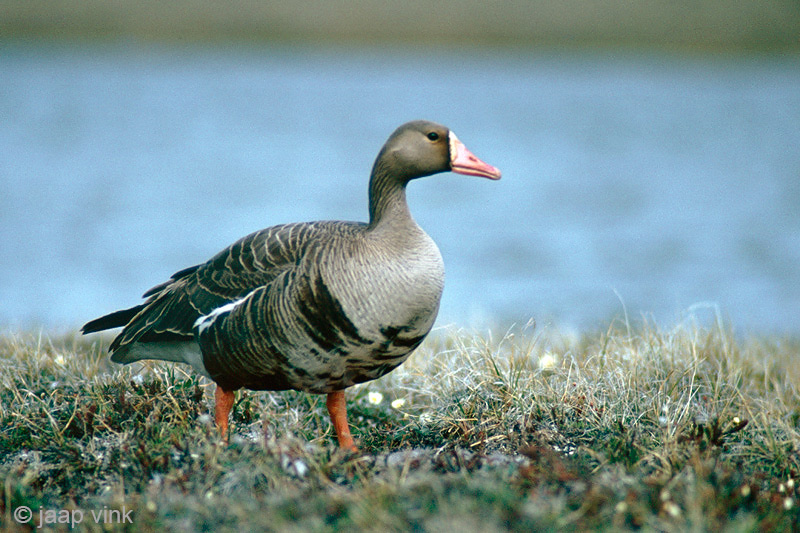 Greater White-fronted Goose - Kolgans - Anser albifrons