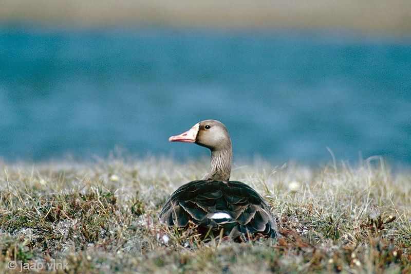 Greater White-fronted Goose - Kolgans - Anser albifrons