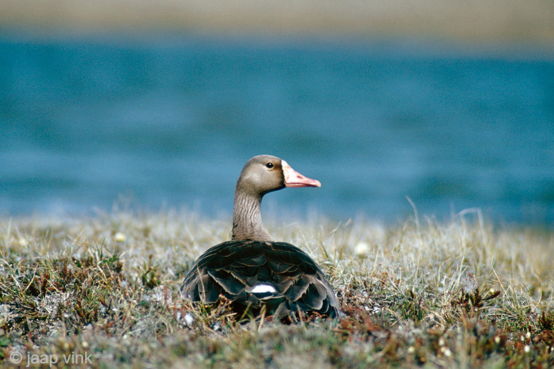 Greater White-fronted Goose - Kolgans - Anser albifrons