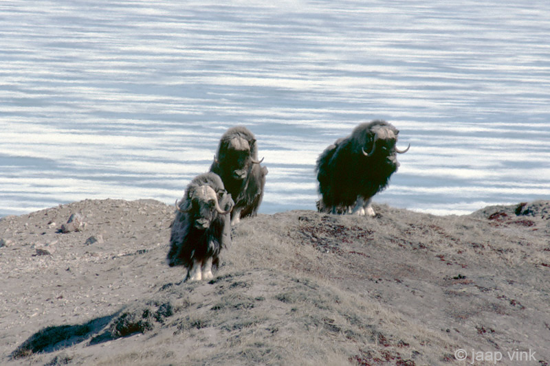 Muskox - Muskusos - Ovibos moschatus
