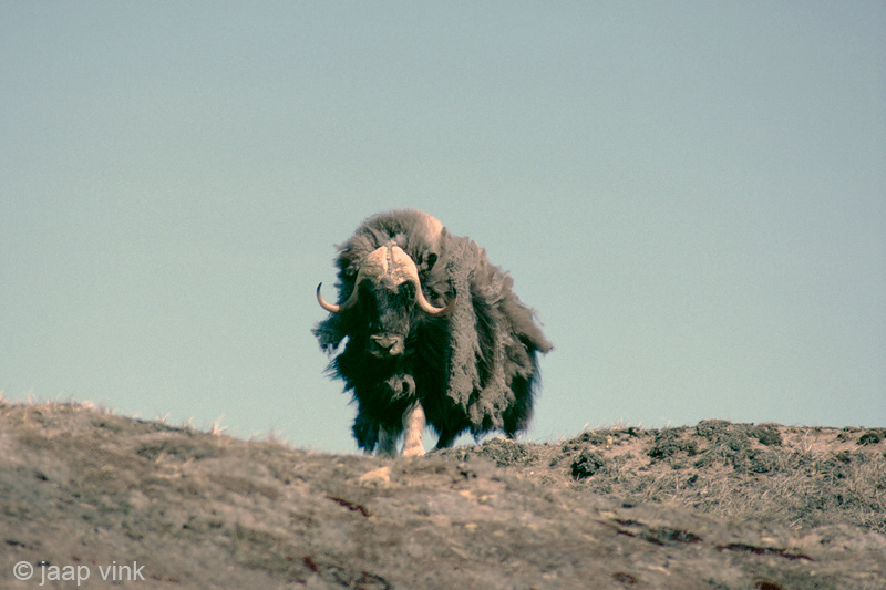 Muskox - Muskusos - Ovibos moschatus