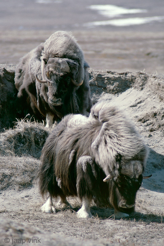 Muskox - Muskusos - Ovibos moschatus
