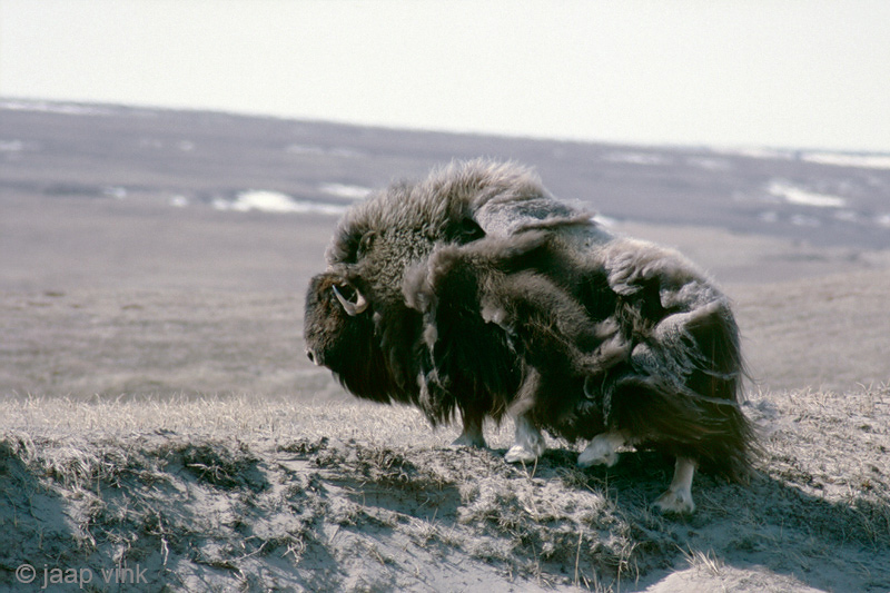 Muskox - Muskusos - Ovibos moschatus