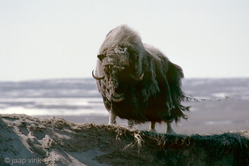 Muskox - Muskusos - Ovibos moschatus